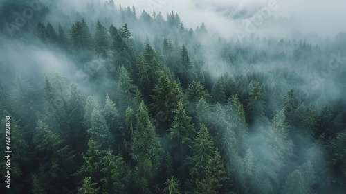 Drone Photography, Lush Green Pine Forest Shrouded in Mist © @foxfotoco
