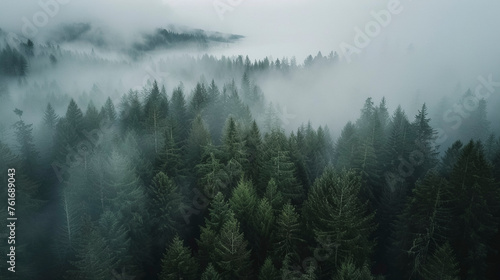 Aerial Drone Shot, Green Pine Forest Covered in Fog