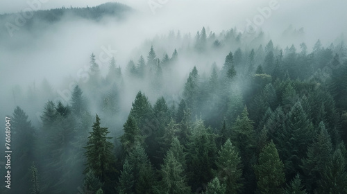Aerial Drone Shot  Green Pine Forest Covered in Fog