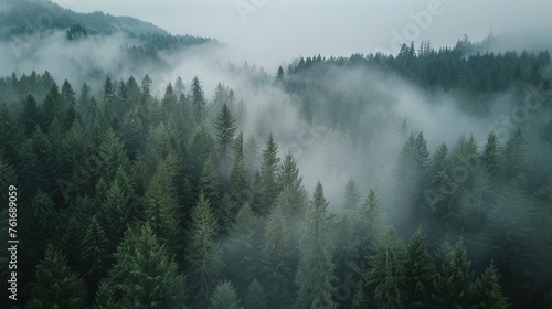 Aerial Drone Shot, Green Pine Forest Covered in Fog © @foxfotoco