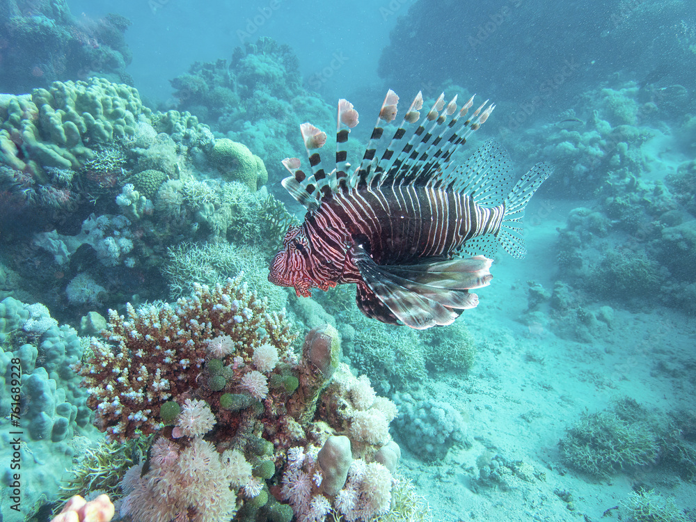 Pacific lionfish in the coral reef during a dive in Bali Pacific lionfish in the coral reef during a dive in Bali