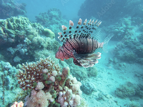 Pacific lionfish in the coral reef during a dive in Bali