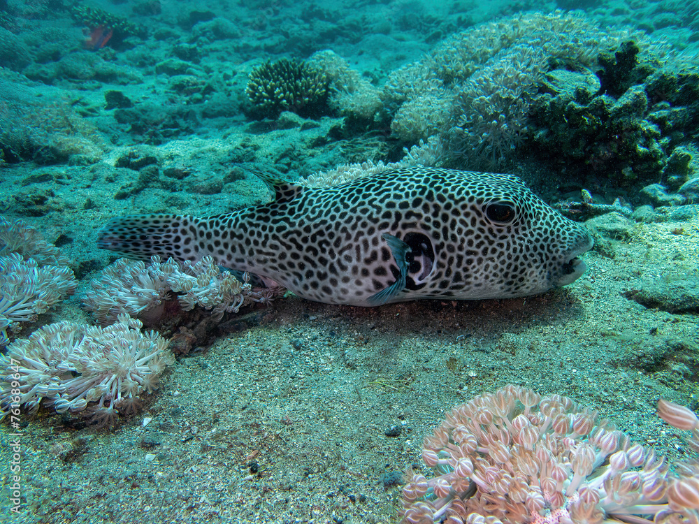 Boxfish in the coral reef during a dive in Bali Boxfish in the coral reef during a dive in Bali