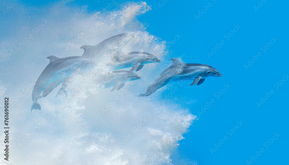 Obraz premium Group of dolphins jumping on the water - Beautiful seascape and blue sky