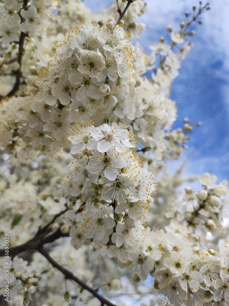 Plum (Prunus) tree blossoms against blue sky, closeup Plum (Prunus) tree blossoms against blue sky, closeup