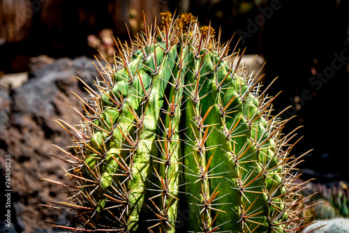 Different Cactus Plants on Gran Canaria Island Spain. photo