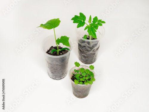 Cucumber, tomato and strawberry seedlings.