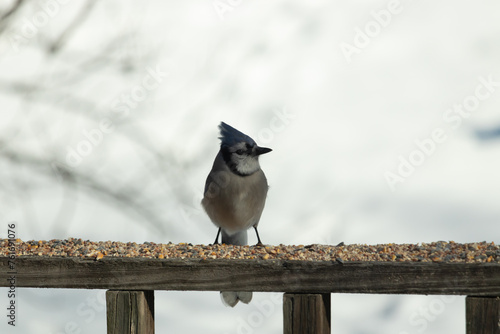 This beautiful blue jay came out to the wooden railing. Birdseed is all around this bird. These colorful avians are so pretty to watch with their white, black, and blue feathers.