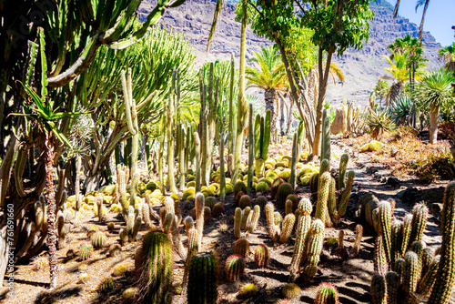 Different Cactus Plants on Gran Canaria Island Spain. photo