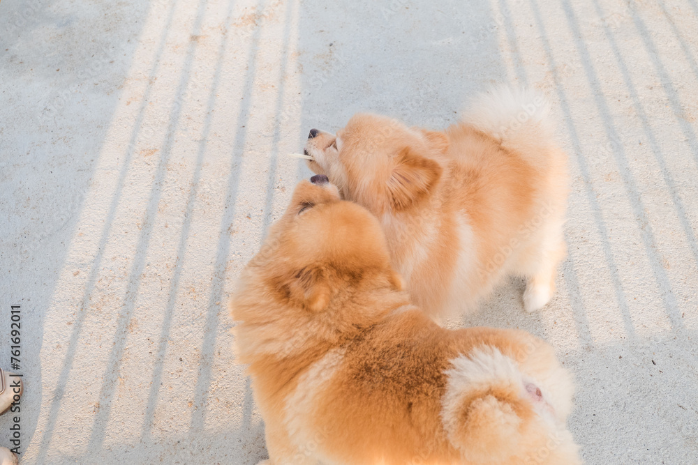 Portrait of Two pomeranian dog playing at the park,pomeranian spitz adult dog. Portrait of Two pomeranian dog playing at the park,pomeranian spitz adult dog.