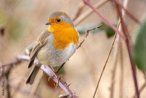 Robin sit in middle of thorns