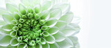 close up green flower with white petals, sense symmetry and patterns nature background