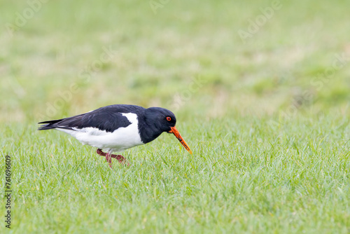 Close up of a foraging Oystercatcher, Haematopus ostralegus, walking in a hunched position, with soil remains on its beak in a green meadow
