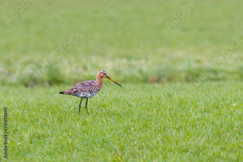Close up of a foraging Godwit, Limosa limosa, in spring with beautiful plumage standing in foraging position in a green meadow against blurred green background