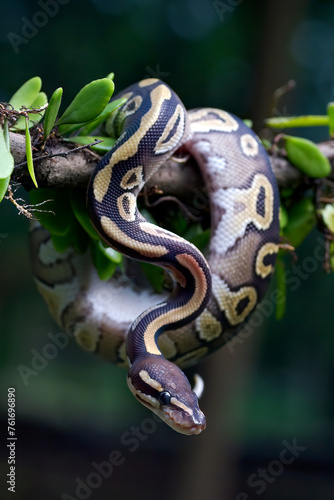 Ball phyton with beautiful skin pattern coiled on the tree branch