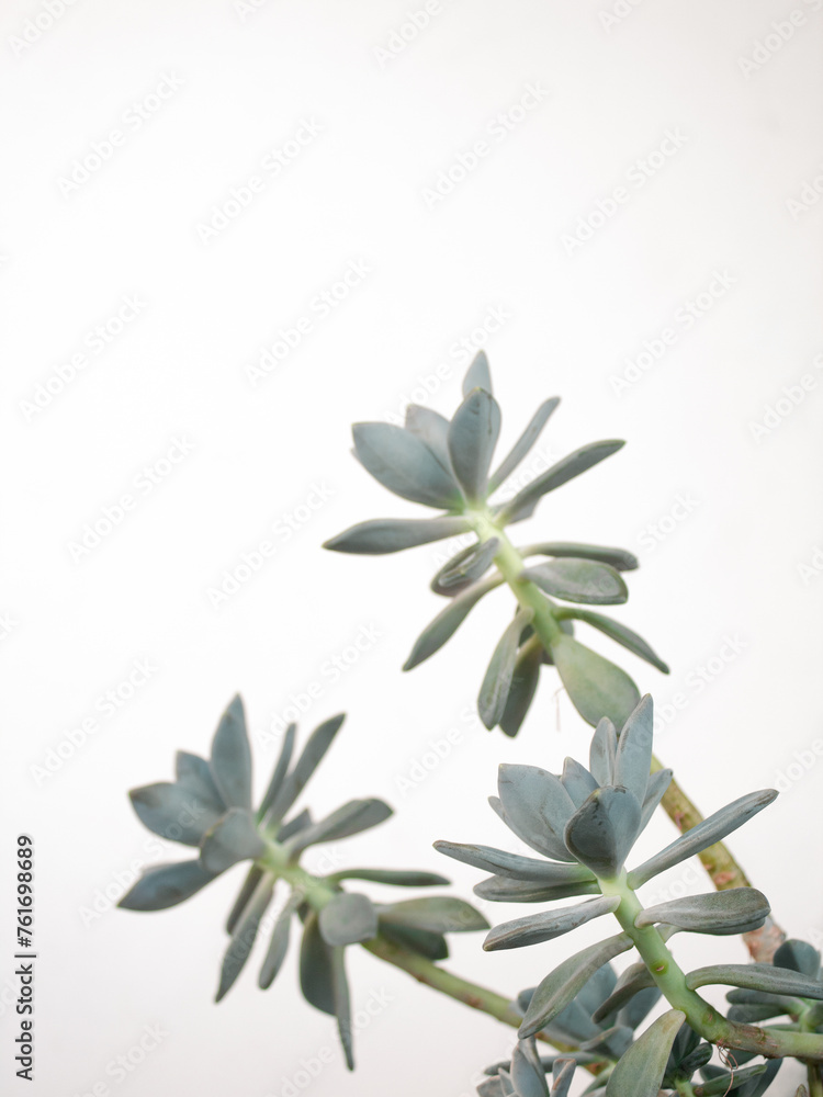 Frame with succulents plant on a white background. Spring mockup. Front view. Minimalist style concept. Frame with succulents plant on a white background. Spring mockup. Front view. Minimalist style concept.