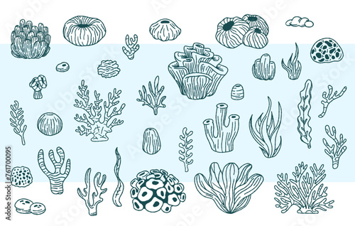 Vector collection of hand drawn sea weeds, corals, sea anemones illustration. Underwater sketch.