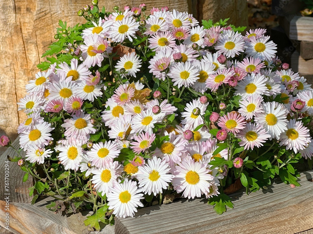 Obraz premium White pink flowers in the garden.