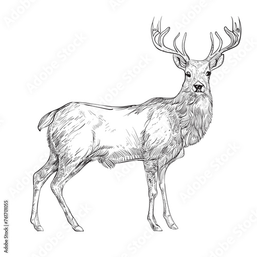 Deer vector drawing illustration  (ID: 761701055)