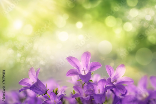 Beautiful purple campanula blossoms growing towards the sunlight, with green dreamy bokeh background and copy space 