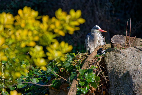 A grey heron is hidding in the vegetation