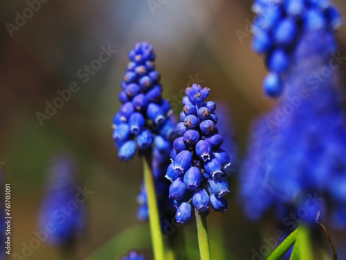 Muscari
