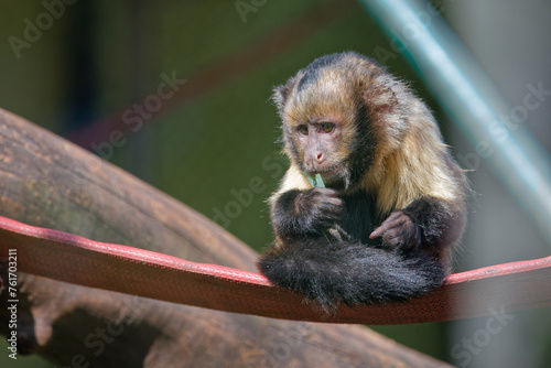 Young yellow-breatsed capuchin at the zoo