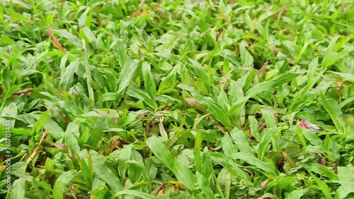 The view of green grass in a park