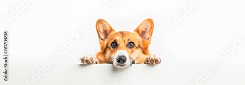  Portrait of happy corgi dog peeking over edge and looking at camera isolated on white background with copy space, studio shot, horizontal background © XC Stock
