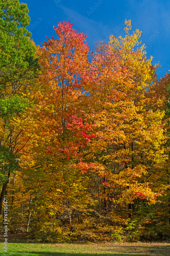 Autumn Colors in a Quiet Grove