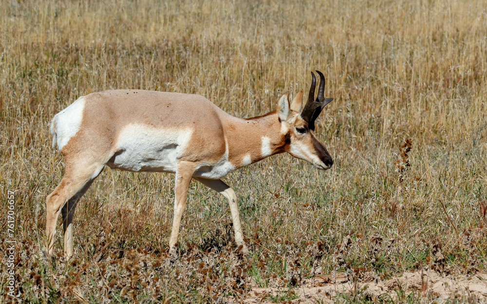 pronghorn antelope deer in meadow pronghorn antelope deer in meadow