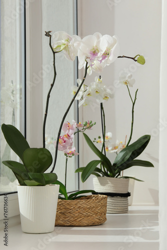 Fototapeta Naklejka Na Ścianę i Meble -  Blooming orchid flowers in pots on windowsill