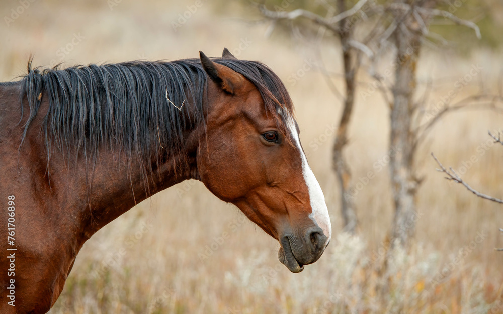 Fototapeta premium Wild horses in autumn meadow