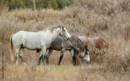 Wild horses in autumn meadow