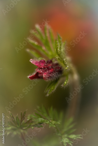 a pasqueflower, pulsatilla vulgaris, after the rain in the garden 