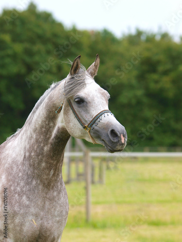 Arab Horse Headshot