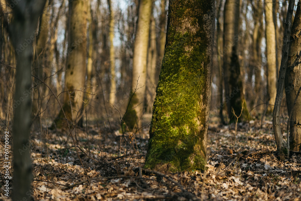 Fototapeta premium the trees are covered with moss. spring forest under the sun's will