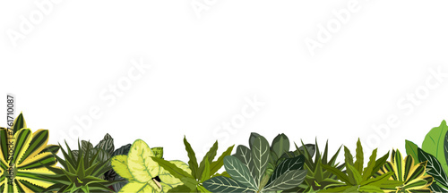 House plants and Tropical leaves background. Palm tree  monstera  succulents nature border. Tropical Plant and Foliage Growth Modern template  overlay  banner. Vector illustration isolated.