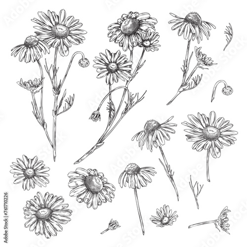 Hand drawn chamomile flower sketches collection.