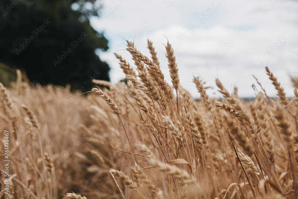 Fototapeta premium Low angle view of a wheat crop field.