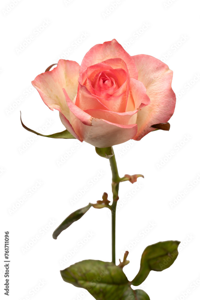 Fototapeta premium Pink and white beautiful rose isolated on a white background.