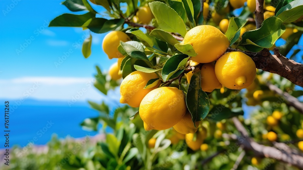 Lush Lemon Grove by the Azure Sea Lush Lemon Grove by the Azure Sea