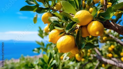 Lush Lemon Grove by the Azure Sea