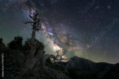 Old junipers survive on the limestone rock in the Sabinar de Peña Lampa with the milky way crossing the starry sky