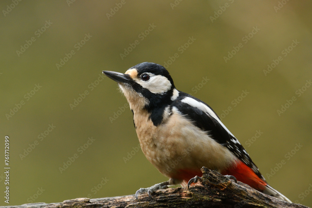 Obraz premium Buntspecht