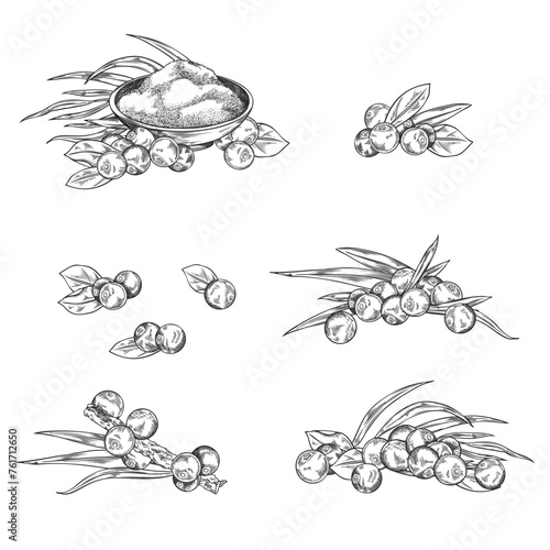 Acai berry collection, vector isolated on white background, sketch style.