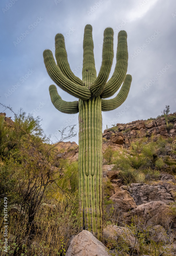 Perfect Saguaro