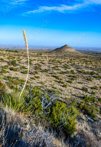 Cacti and yucca plants with tall flower stalks in desert landscape on a sunny day, Guadalupe Mountains National Park