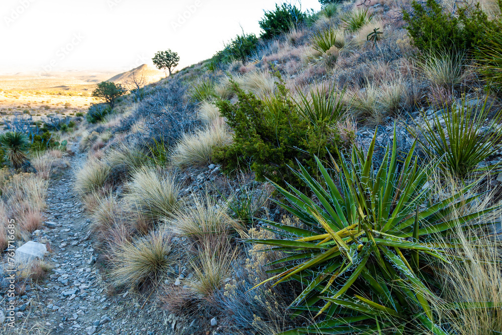Cacti and yucca plants with tall flower stalks in desert landscape on a sunny day, Guadalupe Mountains National Park Cacti and yucca plants with tall flower stalks in desert landscape on a sunny day, Guadalupe Mountains National Park