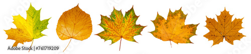 Set of autumn leaves isolated on transparent PNG background. High resolution.